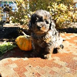 Twinkles, Mini Goldendoodle Puppy